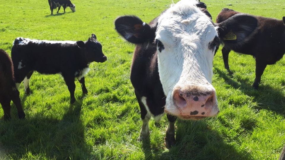 Cattle on the farm