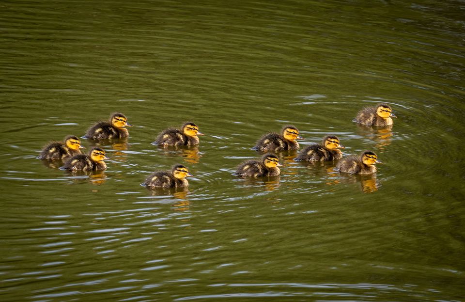 Ducklings on the lake