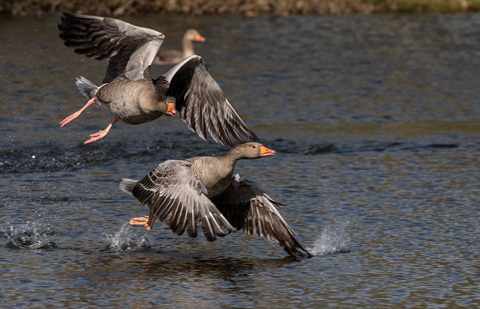 Greylag geese taking off from the lake