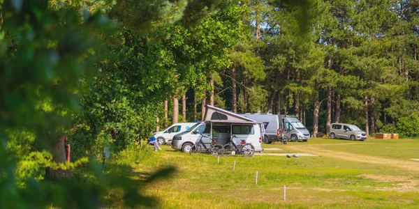 Campervans at the edge of the pines