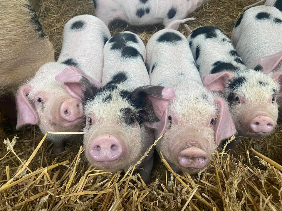 Piglets in the straw
