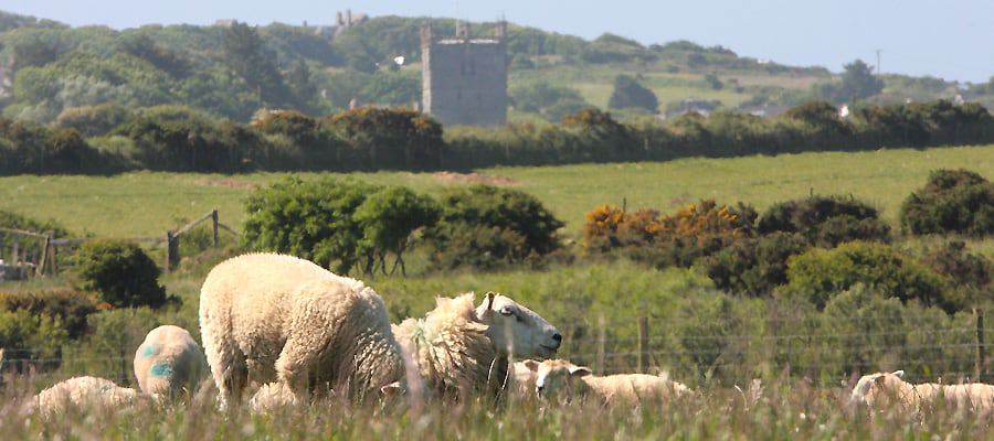 Sheep on the common