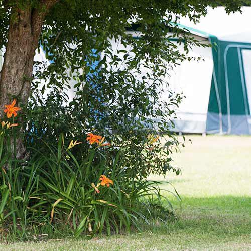 Grass pitches by the hedge