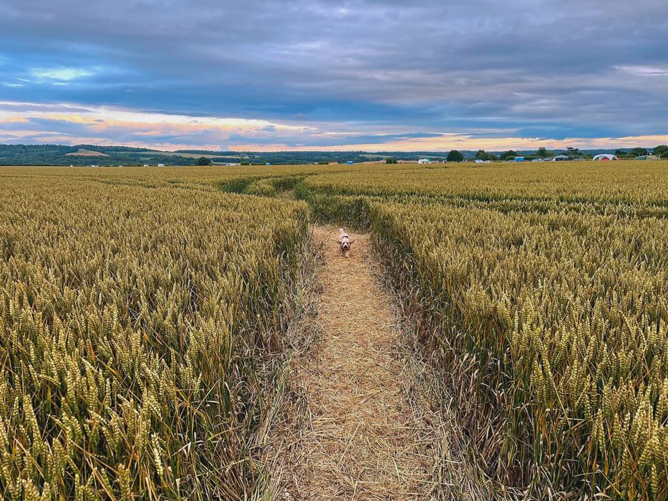 Path through the wheat