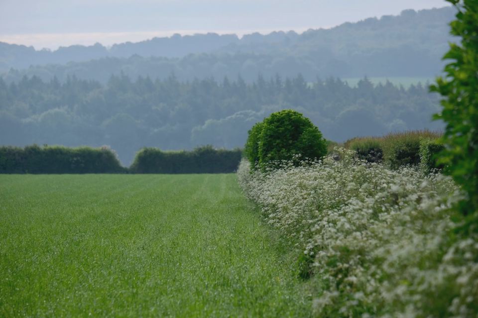 Chiltern hills beyond the field