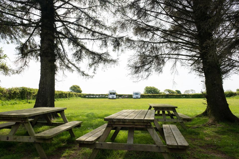 Picnic benches under pine trees
