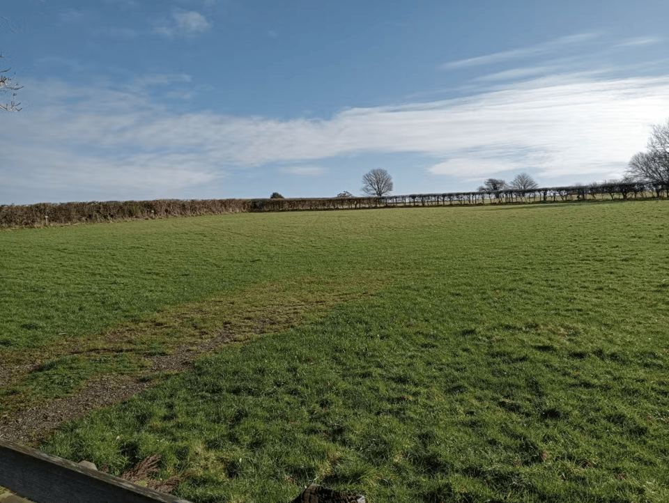 Grass field with hedgerows