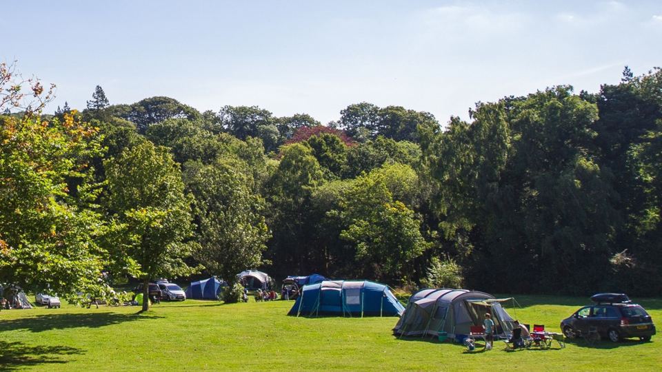 Tents and cars on the grass under trees