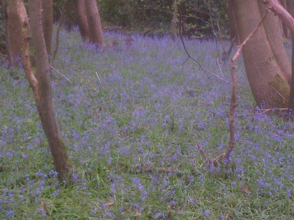 Bluebell woodland