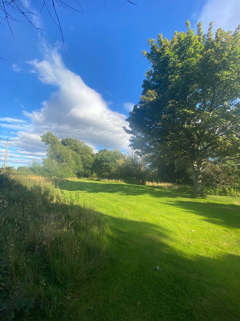Grass area by the trees