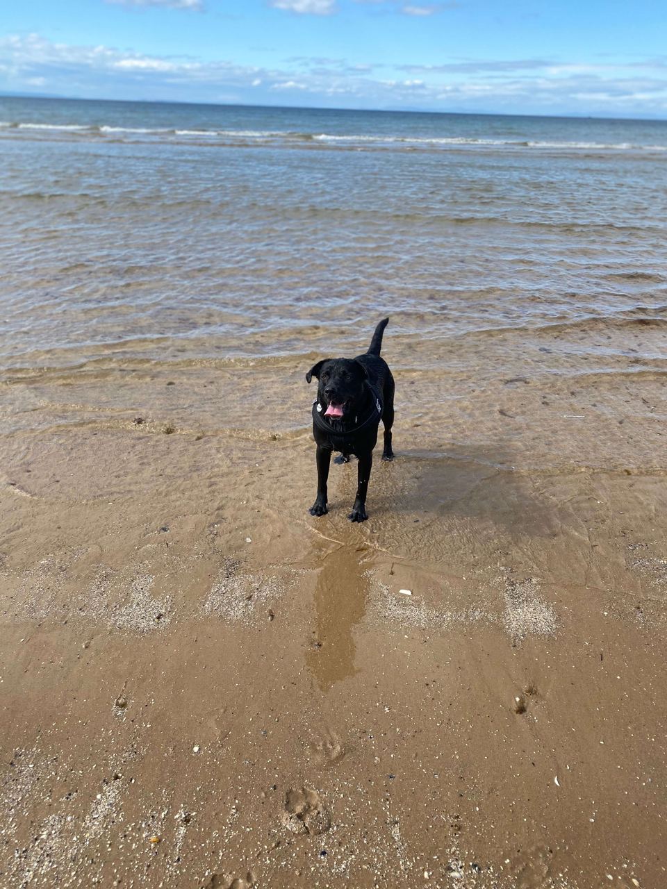 Dog paddling at the shore