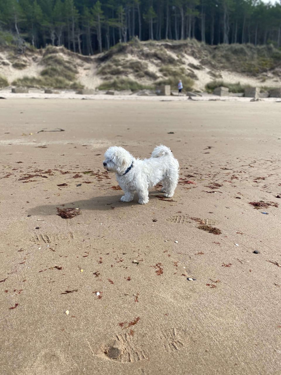 Dog on the beach