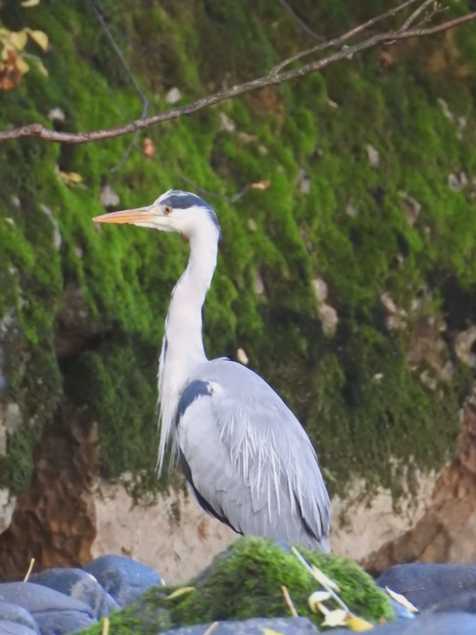 Heron on the rocks by the river