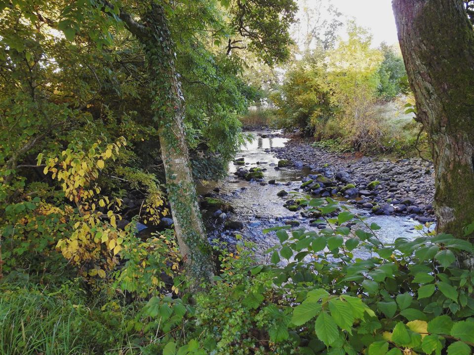 River through the trees