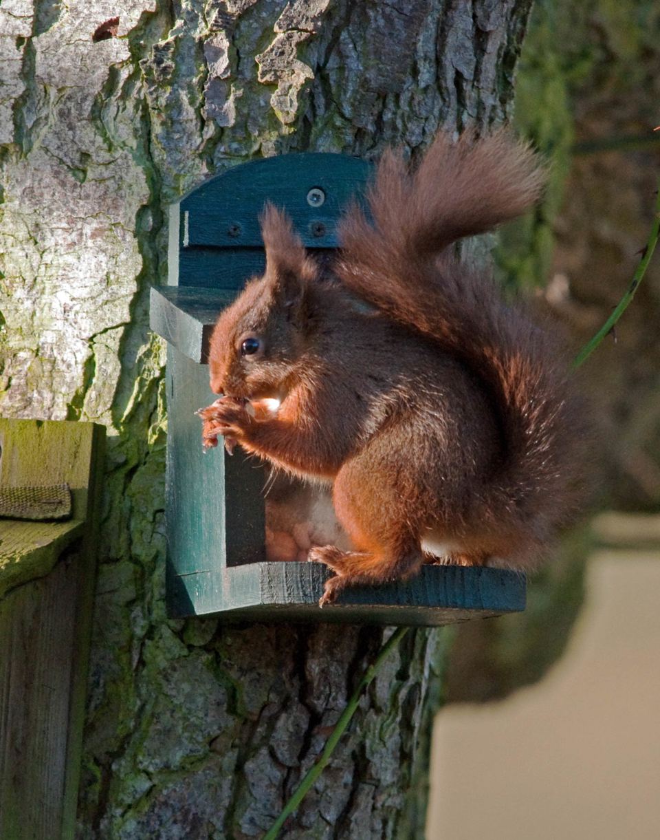Red squirrel at the feeder box