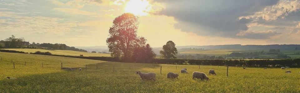 Sheep grazing at sunset