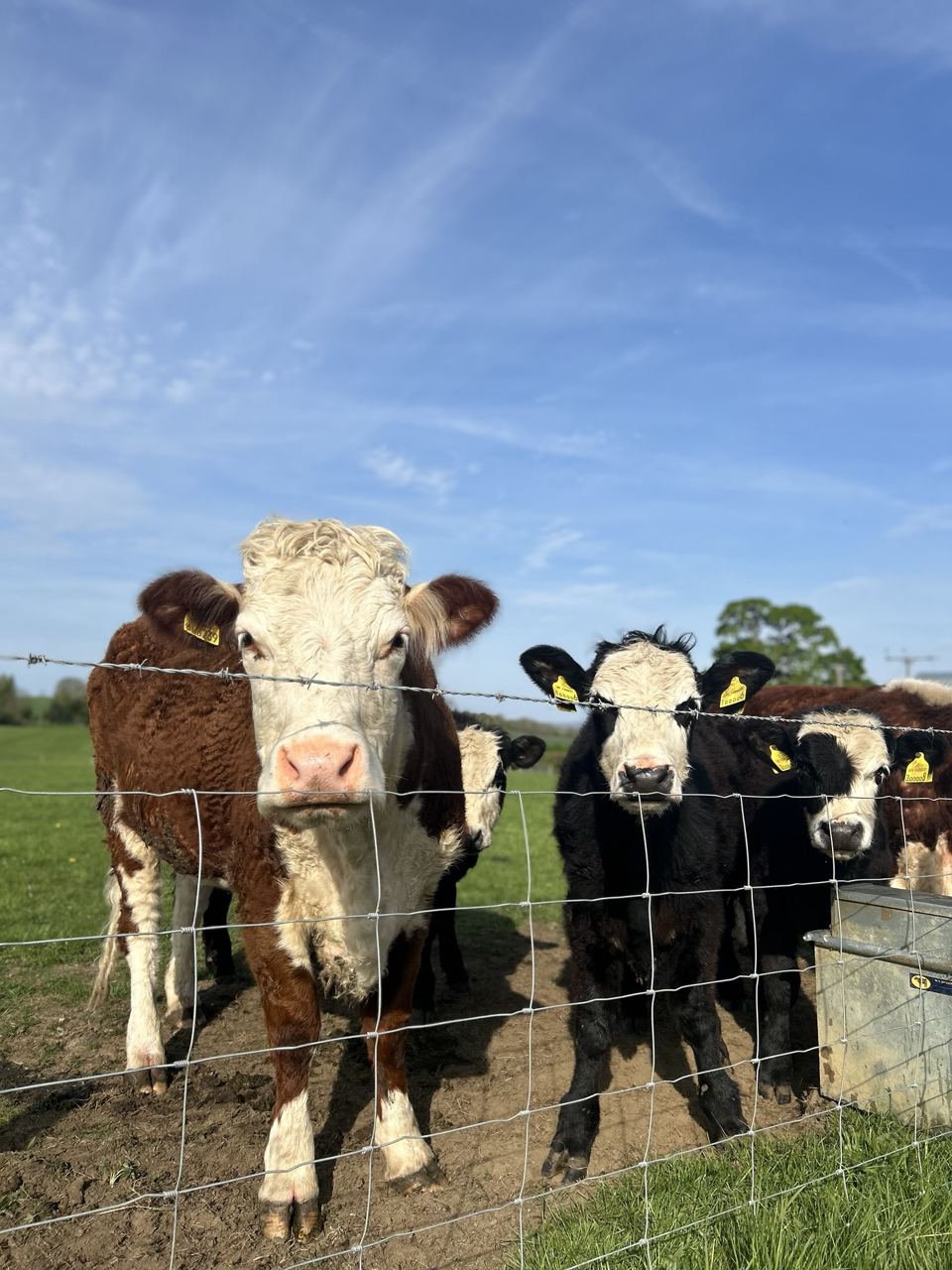 Cattle at the fence
