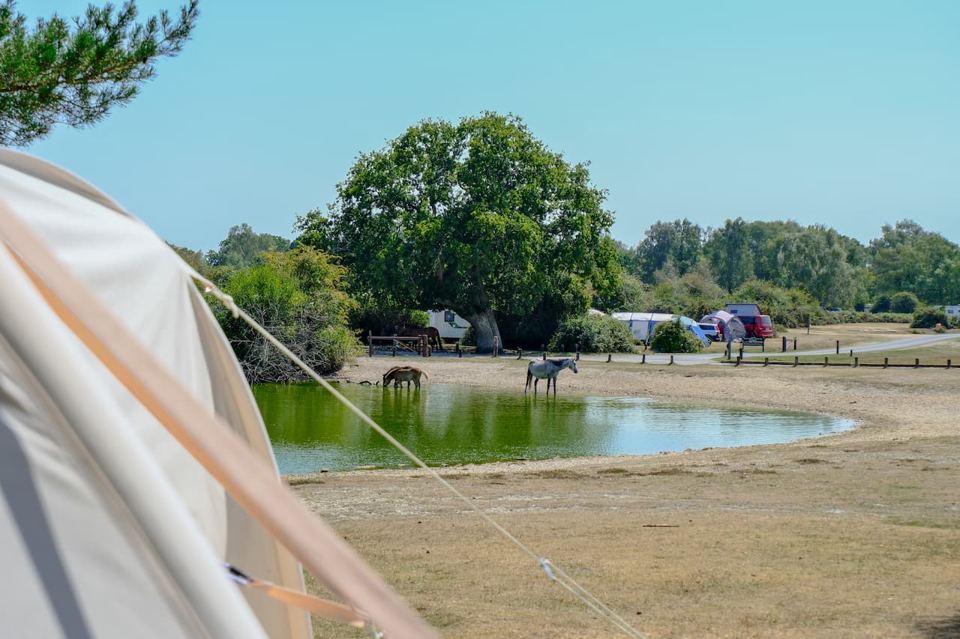 Ponies at the pond beside the camping field