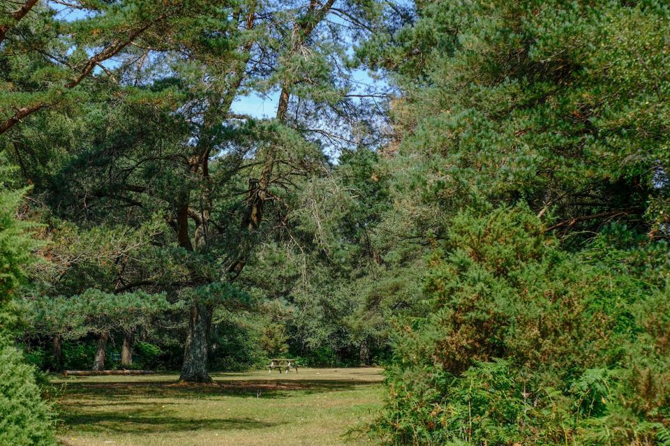 Pine trees around the pitches