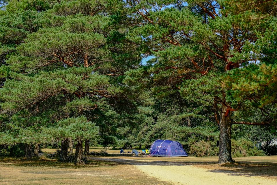 Tent under the pines