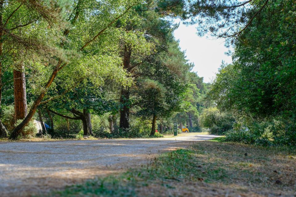 Gravel track through the trees