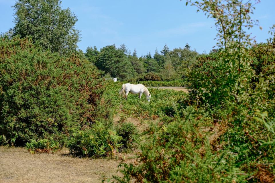 Pony grazing near the pitches