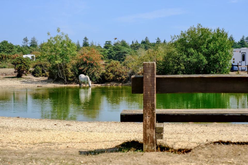 Pony drinking at the pond