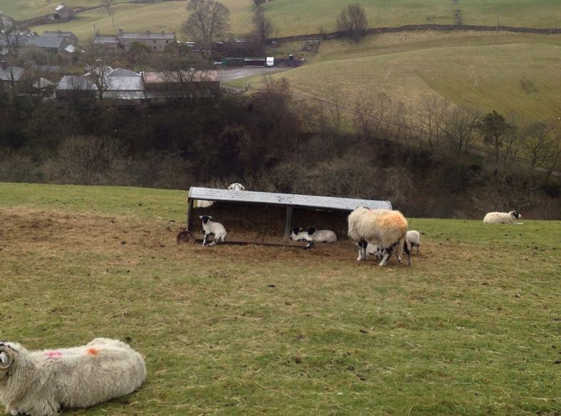 Swaledale sheep
