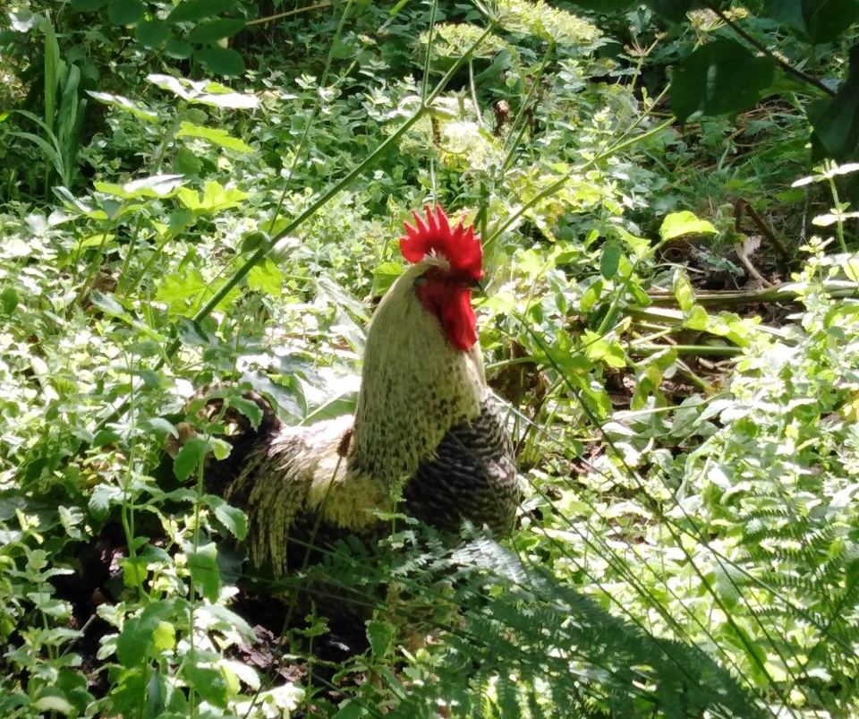 Cockerel on site