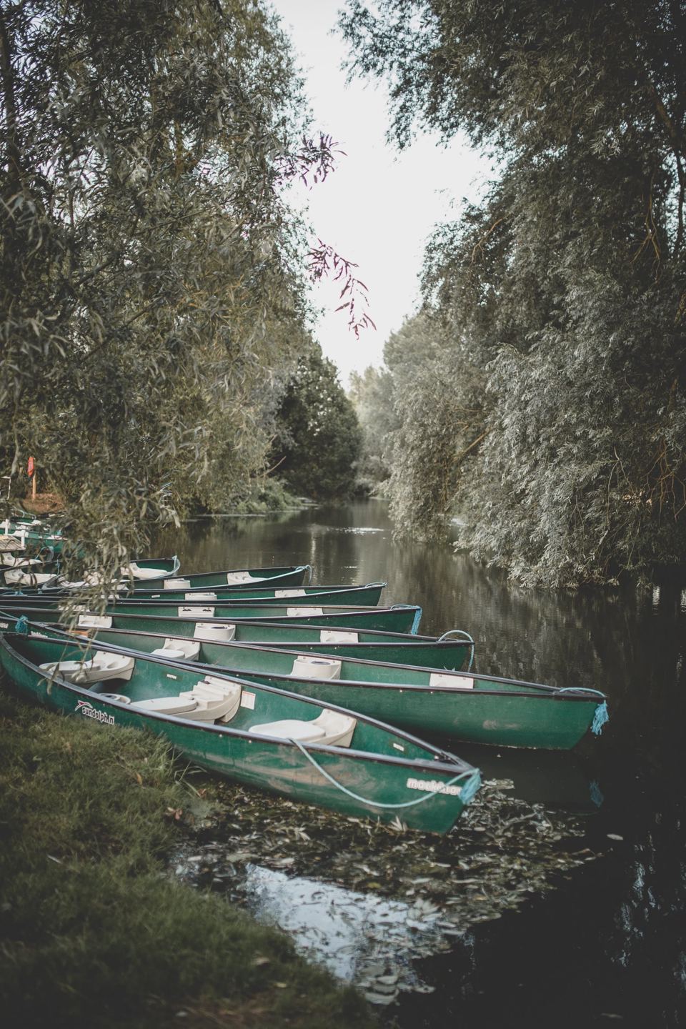Canoes moored on the river