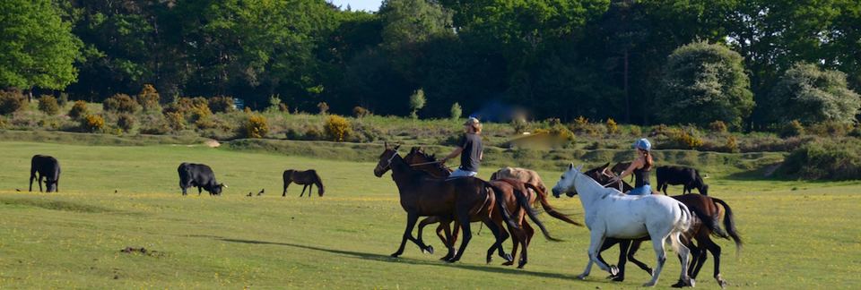 Horses on the New Forest