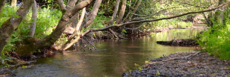 Avon Water river bank