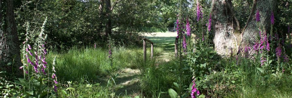 Foxgloves on the farm path
