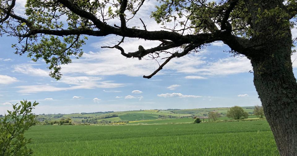Fields rolling away under an oak