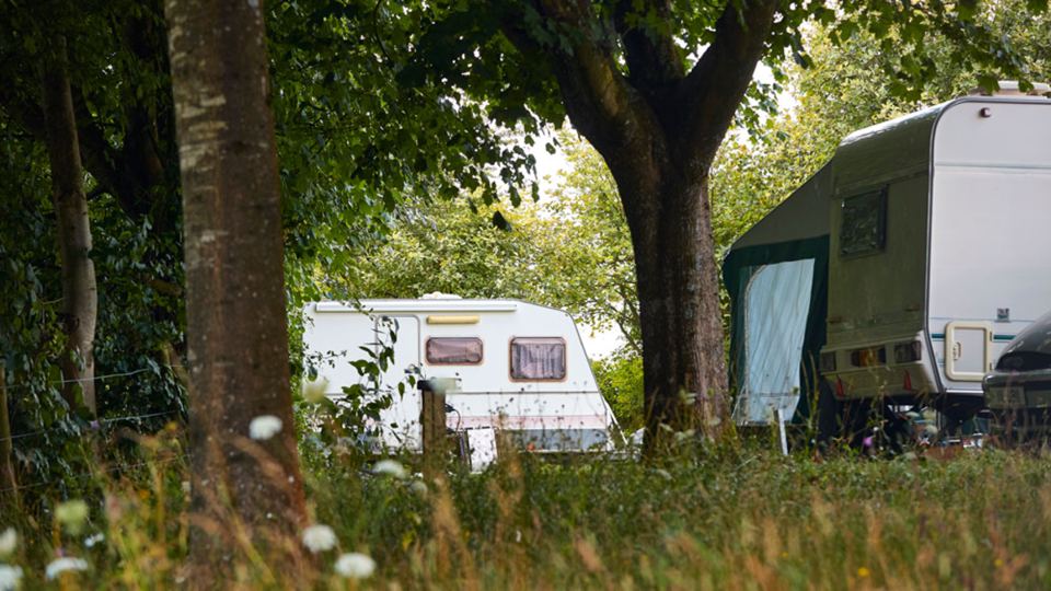 Pitches among trees