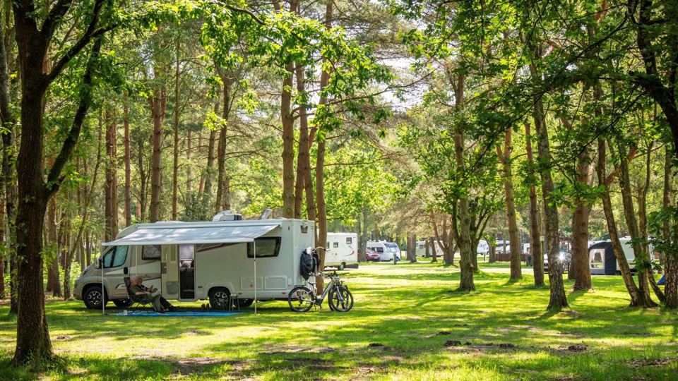 Pitches among the trees