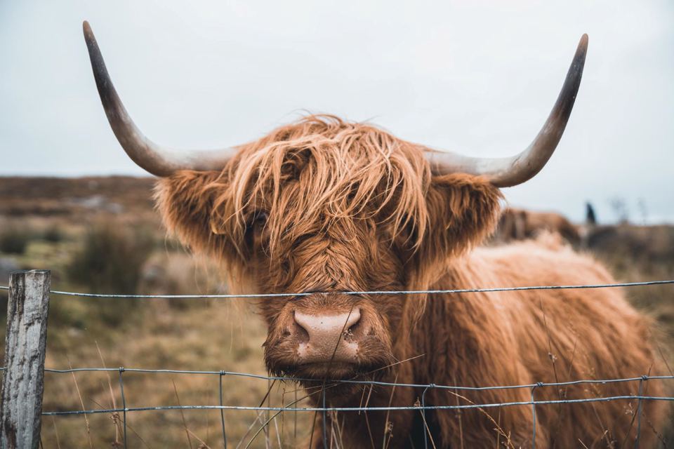 Highland cow by the fence