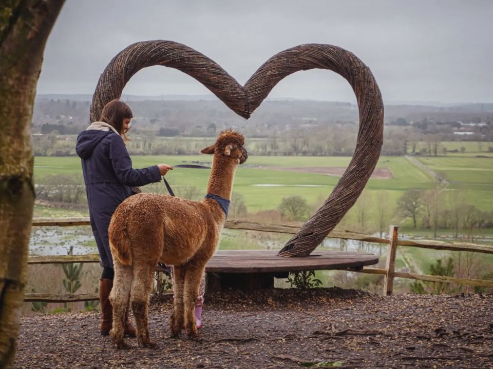 Alpaca with a valley view