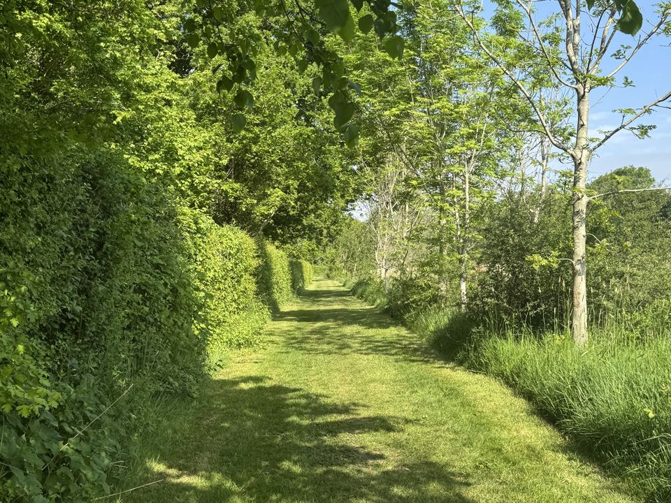 Mown path between hedges
