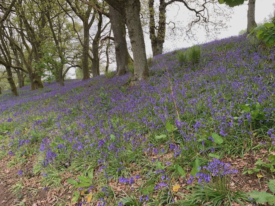 Bluebells on the wooded bank