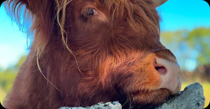 Highland cow close up