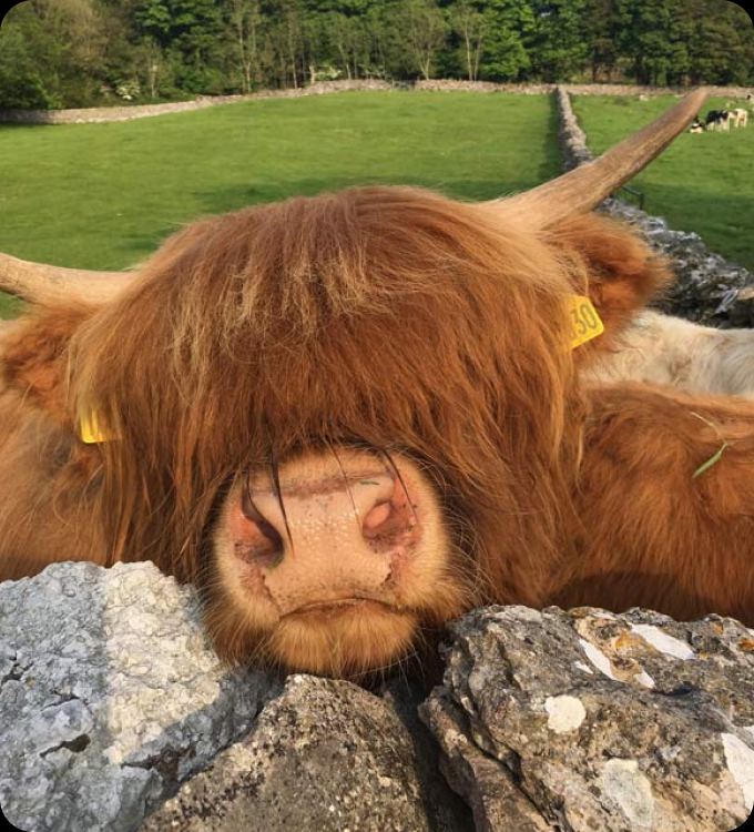 Highland cow on a wall