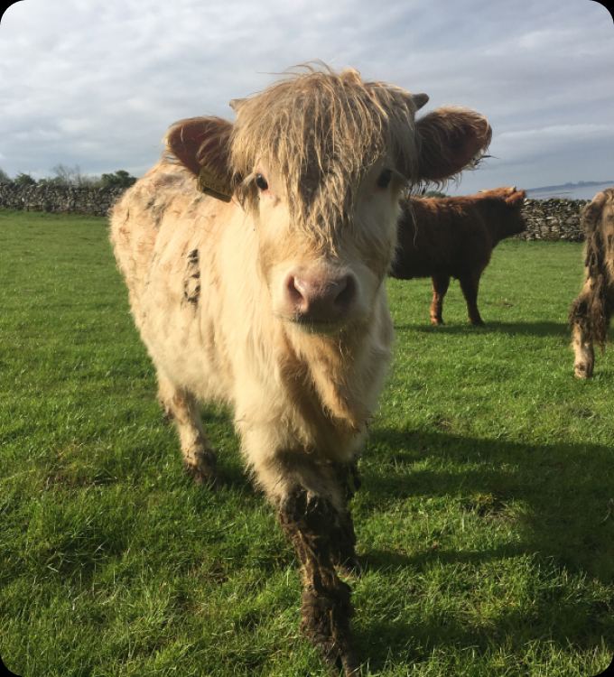 Highland calf