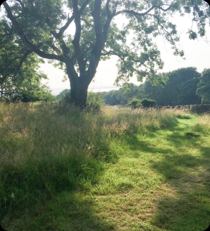 Grass and trees on site
