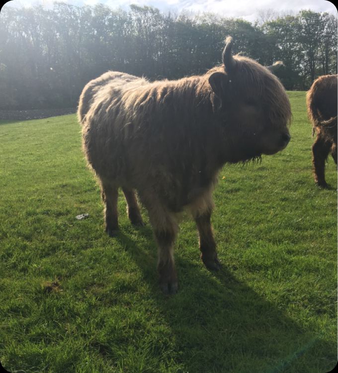 Highland cattle