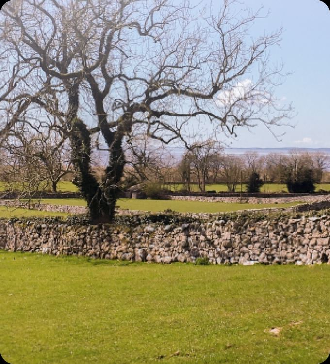 Dry-stone wall and tree