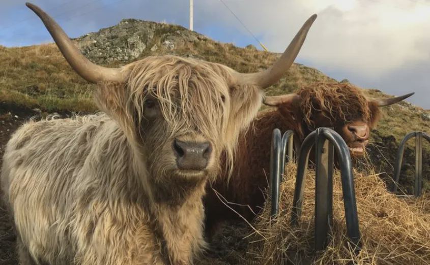 Highland cows nearby