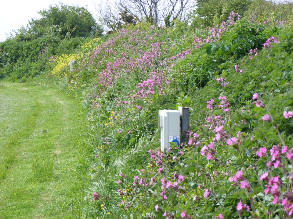 Wildflowers beside a hook-up post
