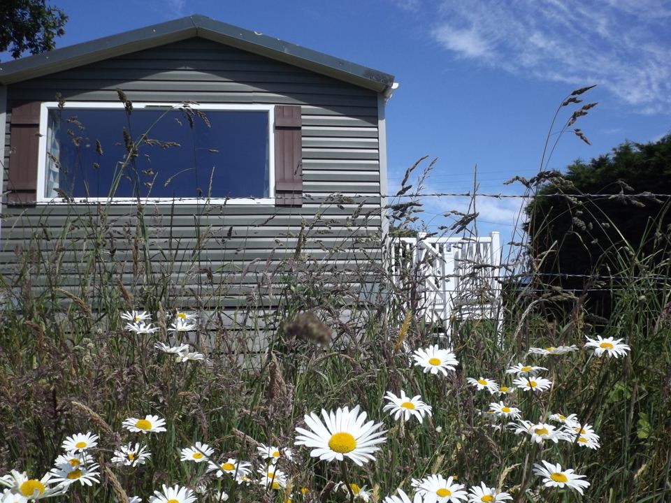 Chalet among daisies