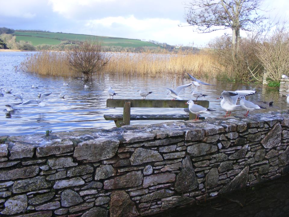 Gulls by the pond wall